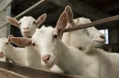 Зааненскіе кози опис породи її продуктивність, догляд і утримання з відгуками (породи) Зааненскіе кози опис породи її продуктивність, догляд і утримання з відгуками