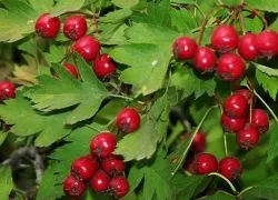 Ягоди глоду - користь і шкода