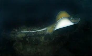 Отруйні і небезпечні мешканці чорного моря (морський дракончик) Отруйні і небезпечні мешканці чорного моря