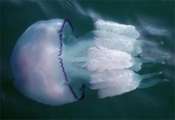 Отруйні і небезпечні мешканці чорного моря (морський дракончик) Отруйні і небезпечні мешканці чорного моря