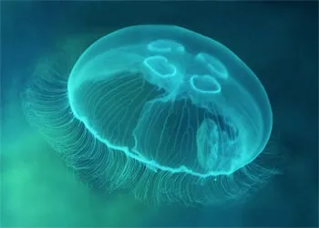 Отруйні і небезпечні мешканці чорного моря (скорпена) Отруйні і небезпечні мешканці чорного моря