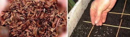 Японське дерево бонсай сакура, як вирощувати карликові дерева, кедр і сосна, біле дерево, (бонсай) Японське дерево бонсай сакура, як вирощувати карликові дерева, кедр і сосна, біле дерево,
