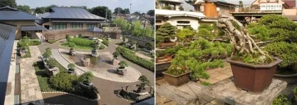 Японське дерево бонсай сакура, як вирощувати карликові дерева, кедр і сосна, біле дерево, (бонсай) Японське дерево бонсай сакура, як вирощувати карликові дерева, кедр і сосна, біле дерево,