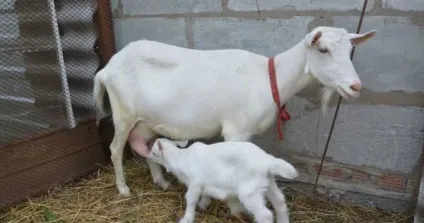 Зааненскіе кози опис породи її продуктивність, догляд і утримання з відгуками (опис) Зааненскіе кози опис породи її продуктивність, догляд і утримання з відгуками