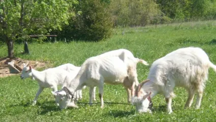 Зааненскіе кози опис породи її продуктивність, догляд і утримання з відгуками (кози) Зааненскіе кози опис породи її продуктивність, догляд і утримання з відгуками