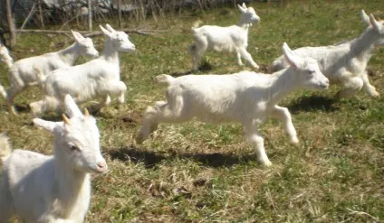Зааненскіе кози опис породи її продуктивність, догляд і утримання з відгуками (продуктивність) Зааненскіе кози опис породи її продуктивність, догляд і утримання з відгуками