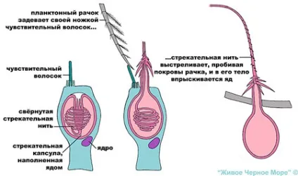 Отруйні і небезпечні мешканці чорного моря (отруйні риби в чорному морі) Отруйні і небезпечні мешканці чорного моря
