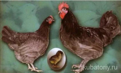 Яєчні породи курей, сільське життя (Жива маса кури) Яєчні породи курей, сільське життя