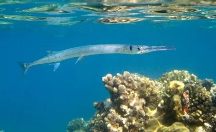 Отруйні і небезпечні риби червоного моря фото з назвами і описом (сезон 2017) (крилатка риба в червоному морі) Отруйні і небезпечні риби червоного моря фото з назвами і описом (сезон 2017)