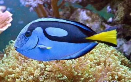 Отруйні і небезпечні риби червоного моря фото з назвами і описом (сезон 2017) (риба хірург фото червоне море) Отруйні і небезпечні риби червоного моря фото з назвами і описом (сезон 2017)