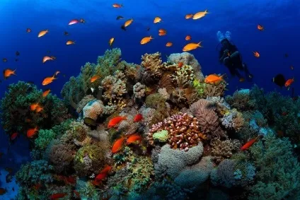 Отруйні і небезпечні риби червоного моря фото з назвами і описом (сезон 2017) (риби червоного моря фото з назвами) Отруйні і небезпечні риби червоного моря фото з назвами і описом (сезон 2017)