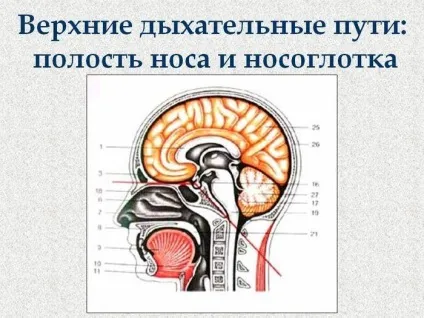Захворювання верхніх дихальних шляхів лікування і симптоми (дихальних) Захворювання верхніх дихальних шляхів лікування і симптоми