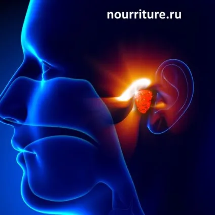 Захворювання верхніх дихальних шляхів медичний термін (медичний термін) Захворювання верхніх дихальних шляхів медичний термін