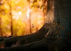 Заклинання білої магії для початківців (заклинання) Заклинання білої магії для початківців