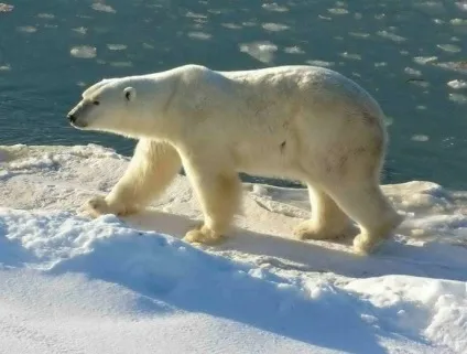 Загадки еволюції розміри тварин залежать від клімату (залежать) Загадки еволюції розміри тварин залежать від клімату