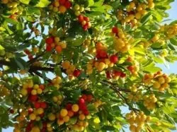 Суничне дерево опис, корисні властивості, морозостійкість, особливості вирощування в зимовому (опис) Суничне дерево опис, корисні властивості, морозостійкість, особливості вирощування в зимовому