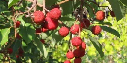 Суничне дерево - опис і фото, посадка насіння, розмноження і догляд в домашніх умовах (фото) Суничне дерево - опис і фото, посадка насіння, розмноження і догляд в домашніх умовах