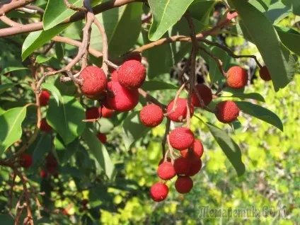 Суничне дерево особливості вирощування і користь (суничне) Суничне дерево особливості вирощування і користь