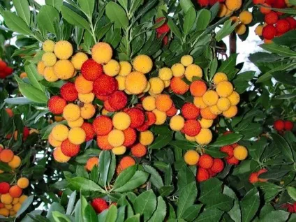 Суничне дерево особливості вирощування і користь (вирощування) Суничне дерево особливості вирощування і користь