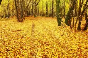 Журнал - культура і суспільство - oктябрь - золота осінь, вірші і проза з циклу - пори року (осінь) Журнал - культура і суспільство - oктябрь - золота осінь, вірші і проза з циклу - пори року