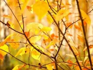 Журнал - культура і суспільство - oктябрь - золота осінь, вірші і проза з циклу - пори року (золота) Журнал - культура і суспільство - oктябрь - золота осінь, вірші і проза з циклу - пори року