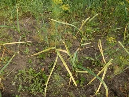 Жовтіють листя часнику і що робити (робити) Жовтіють листя часнику і що робити