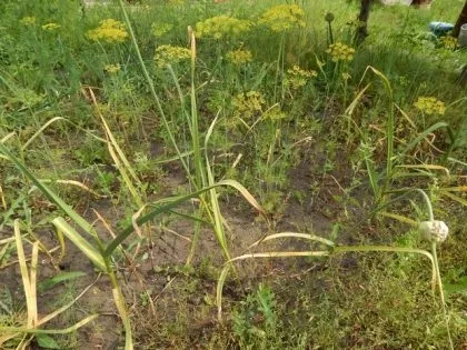 Жовтіють листя часнику і що робити (Чому жовтіє листя) Жовтіють листя часнику і що робити