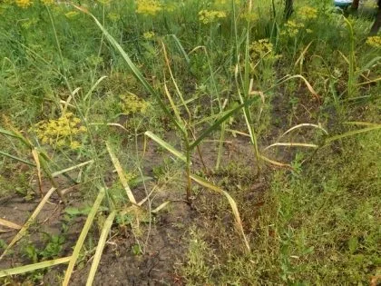 Жовтіють листя часнику і що робити (Чому жовтіє листя) Жовтіють листя часнику і що робити