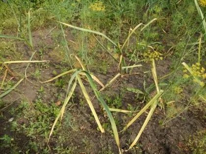 Жовтіють листя часнику і що робити (робити) Жовтіють листя часнику і що робити