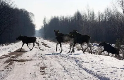 Тварини чорнобиля життя після катастрофи