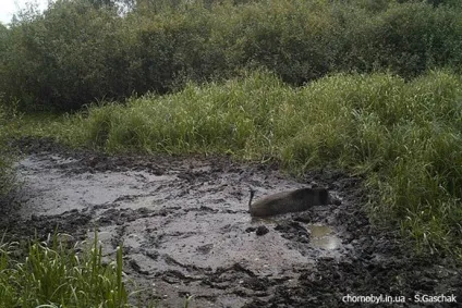 Тварини із зони відчуження Чорнобиля (чорнобиля) Тварини із зони відчуження Чорнобиля