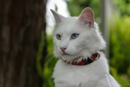 Живий міф ангорская кішка і турецька ангорський кіт, фото і особливості породи «турецька ангора», (кіт породи турецька ангора фото) Живий міф ангорская кішка і турецька ангорський кіт, фото і особливості породи «турецька ангора»,
