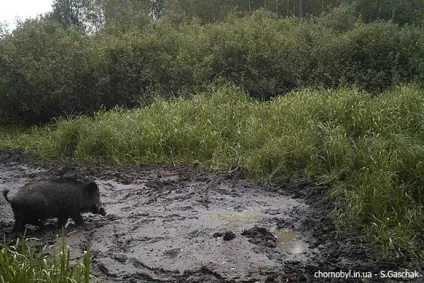 Тварини із зони відчуження Чорнобиля (відчуження) Тварини із зони відчуження Чорнобиля
