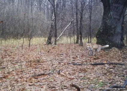 Тварини із зони відчуження Чорнобиля (тварини) Тварини із зони відчуження Чорнобиля