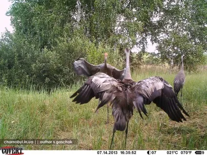 Тварини зони відчуження Чорнобильської аес (фоторепортаж) Тварини зони відчуження Чорнобильської аес