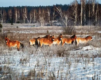 Тварини чорнобиля життя після катастрофи
