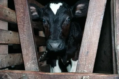 18 Причин не вживати молочні продукти - vegan (причин) 18 Причин не вживати молочні продукти - vegan