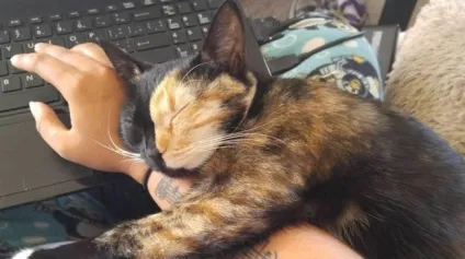 15 Котов і собак, які жити не можуть без свого людини (котів) 15 Котов і собак, які жити не можуть без свого людини