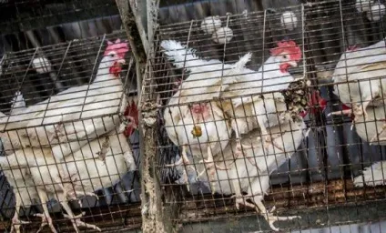 18 Причин не вживати молочні продукти - vegan (молочні) 18 Причин не вживати молочні продукти - vegan