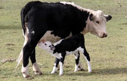 18 Причин не вживати молочні продукти - vegan (причин) 18 Причин не вживати молочні продукти - vegan