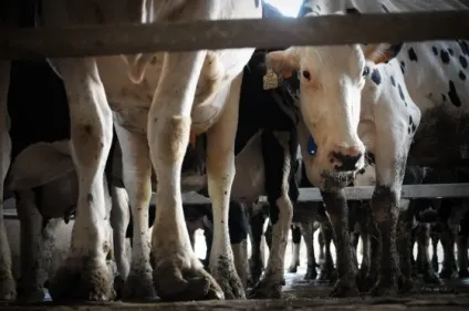 18 Причин не вживати молочні продукти - vegan (продукти) 18 Причин не вживати молочні продукти - vegan
