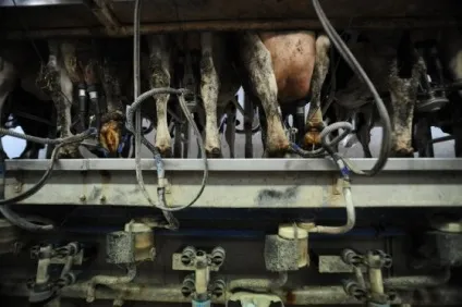 18 Причин не вживати молочні продукти - vegan (причин) 18 Причин не вживати молочні продукти - vegan