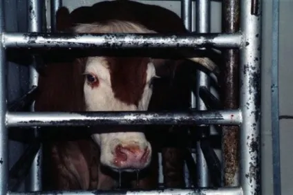 18 Причин не вживати молочні продукти - vegan (причин) 18 Причин не вживати молочні продукти - vegan