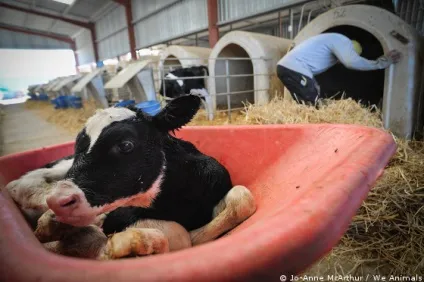 18 Причин не вживати молочні продукти - vegan (продукти) 18 Причин не вживати молочні продукти - vegan