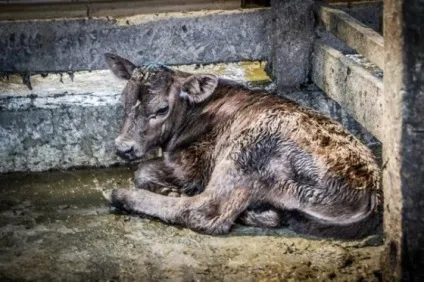 18 Причин не вживати молочні продукти - vegan (продукти) 18 Причин не вживати молочні продукти - vegan
