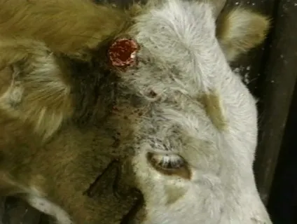 18 Причин не вживати молочні продукти - vegan (молочні) 18 Причин не вживати молочні продукти - vegan