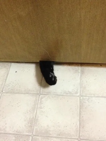 15 Котов і собак, які жити не можуть без свого людини (котів) 15 Котов і собак, які жити не можуть без свого людини