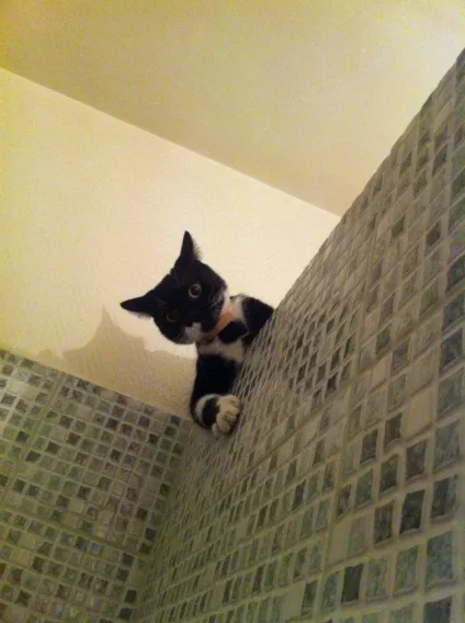 15 Котов і собак, які жити не можуть без свого людини (котів) 15 Котов і собак, які жити не можуть без свого людини