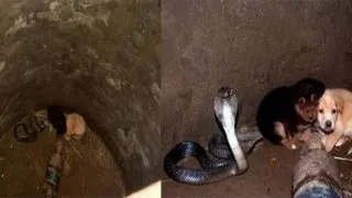 7 Несподіваних причин, чому ваша собака повинна спати в вашому ліжку (вашої) 7 Несподіваних причин, чому ваша собака повинна спати в вашому ліжку