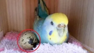 7 Несподіваних причин, чому ваша собака повинна спати в вашому ліжку (причин) 7 Несподіваних причин, чому ваша собака повинна спати в вашому ліжку